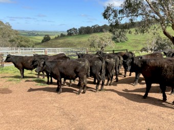29 angus steers eu accredited 15-16 months