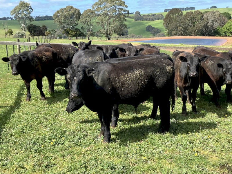 29 angus steers eu accredited 15-16 months