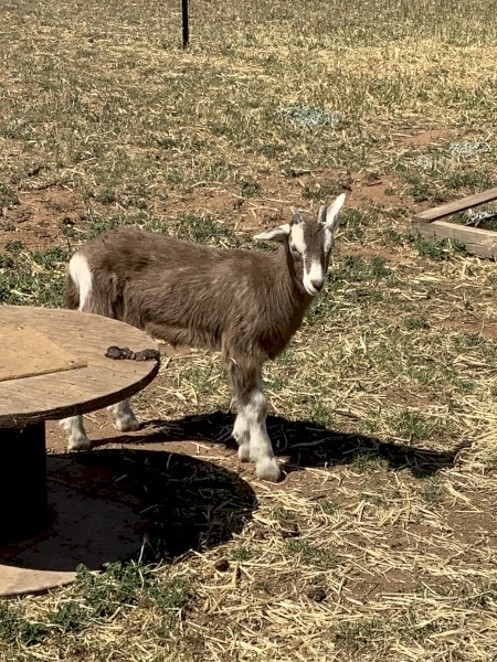 Dairy Goat Kids, Pairs Only, Doeling and Wether Pair or whole starter herd of 8 available