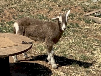 Dairy Goat Kids, Pairs Only, Doeling and Wether Pair or whole starter herd of 8 available