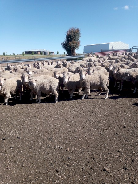 275 Merino Ewes 2yrs, 7 months wool growth.