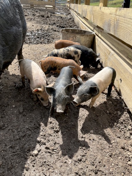 Saddleback piglets 