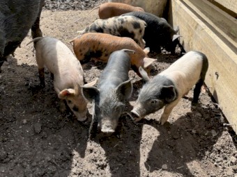 Saddleback piglets 