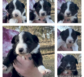 Pure Border Collie Litter