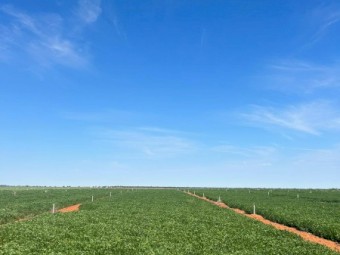 144mt Vetch Hay 600kg 8x4x3 Bales New Season