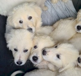 Maremma sheep dog puppies