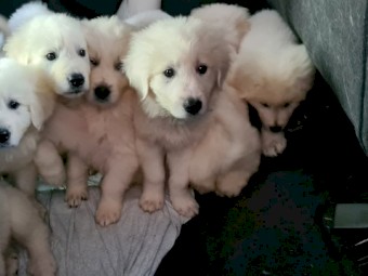 Maremma sheep dog puppies