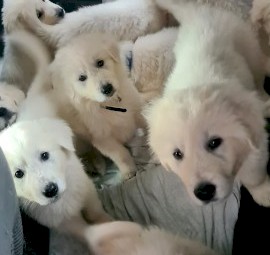 Maremma sheep dog puppies