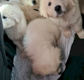 Maremma sheep dog puppies