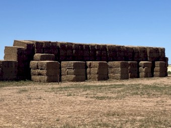 250mt Vetch Hay 8x4x3 Bales (New Season 23/24)