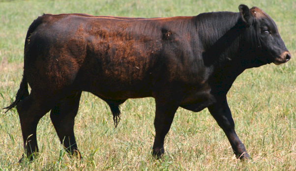 Stud Registered Chiangus Bulls