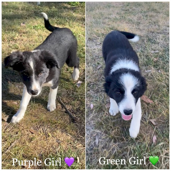 PURE BRED BORDER COLLIE PUPS
