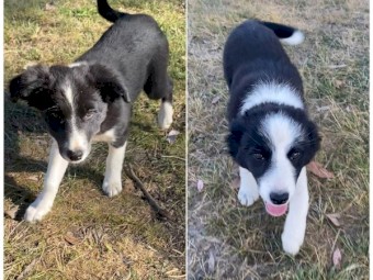 PURE BRED BORDER COLLIE PUPS