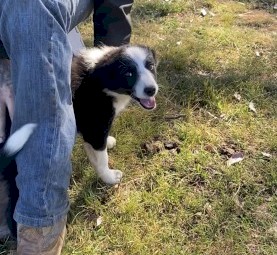 PURE BRED BORDER COLLIE PUPS