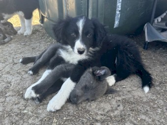 Purebred Border Collies READY NOW 
