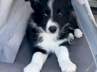 Purebred Border Collies READY NOW 