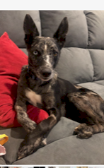 2 yr old Koolie dog (male) ready for work