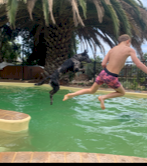 2 yr old Koolie dog (male) ready for work