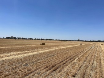 Wheat Straw 2023 season