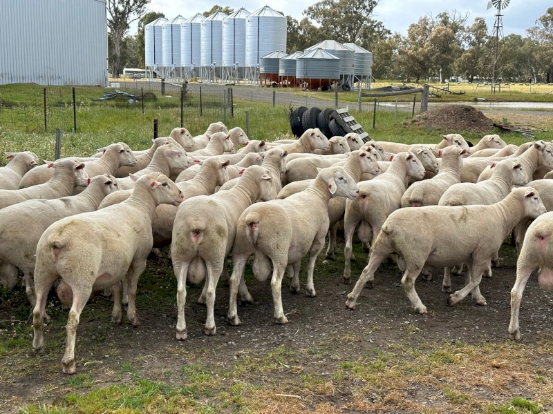 12x White Suffolk Rams