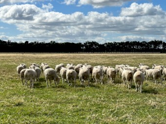 12x White Suffolk Rams