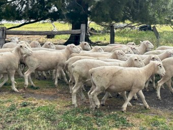 12x White Suffolk Rams