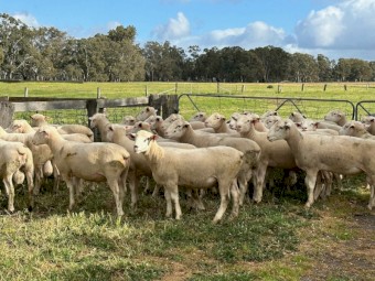 12x White Suffolk Rams