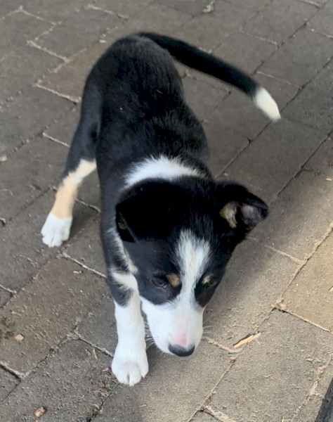Miniature Border Collie x Kelpie Puppies