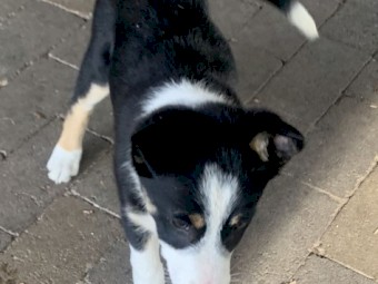 Miniature Border Collie x Kelpie Puppies