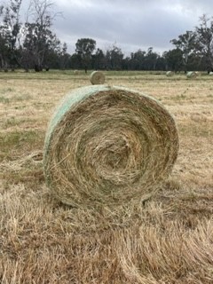 Barley Hay 5x4 Round Bales