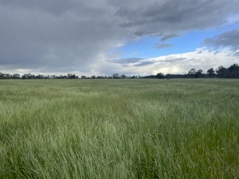 Wheaten Rye 2023