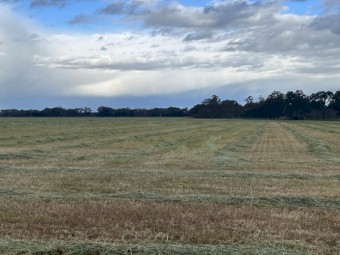 Wheaten Rye 2023