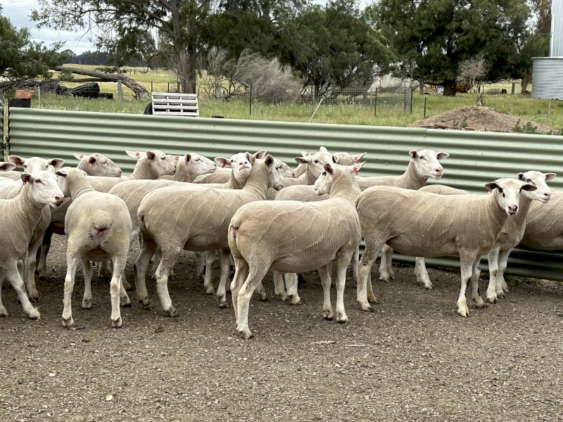 25x White Suffolk Ewes