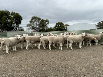 25x White Suffolk Ewes