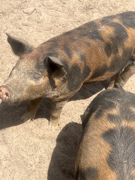Piglets for sale, free range