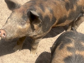 Piglets for sale, free range