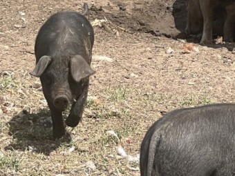 Piglets for sale, free range