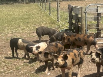 Piglets for sale, free range
