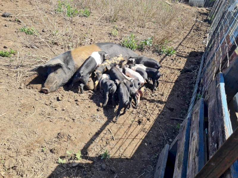 Berkshire x Wessex pigs 