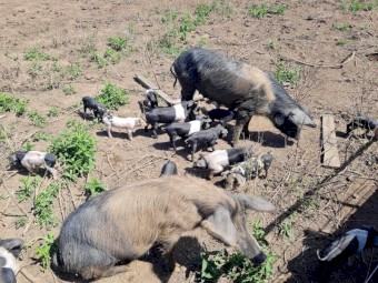 Berkshire x Wessex pigs 