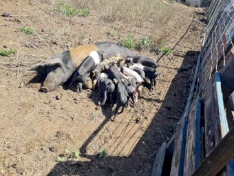 Berkshire x Wessex pigs 
