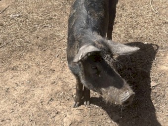 Berkshire x Wessex pigs 