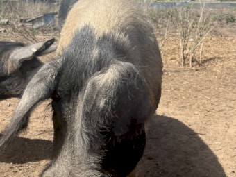 Berkshire x Wessex pigs 