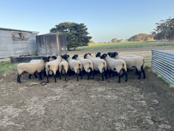 Suffolk Rams