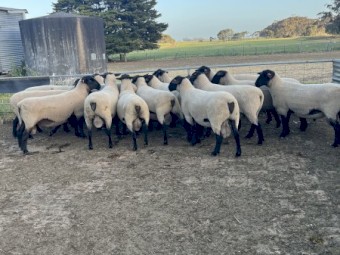 Suffolk Rams