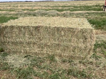 Rye Oaten Rye Canola Mixed Hay 5x4 and 8x4x3 Bales
