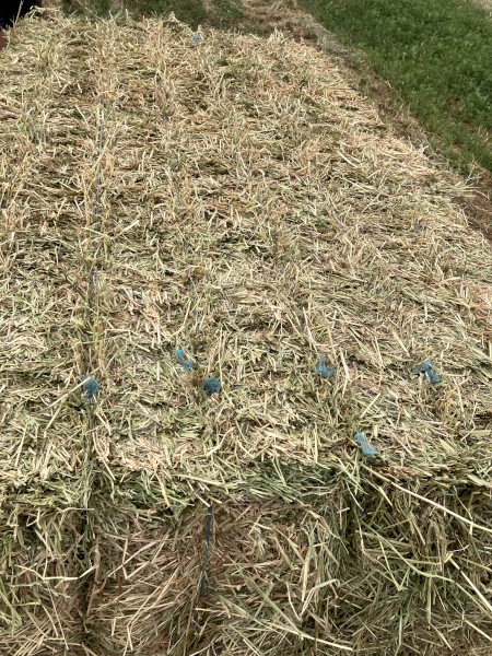 Rye Oaten Rye Canola Mixed Hay 5x4 and 8x4x3 Bales