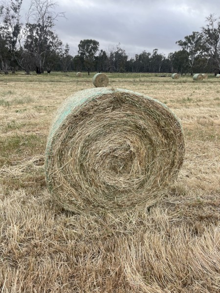 Barley Hay Large Round Bales
