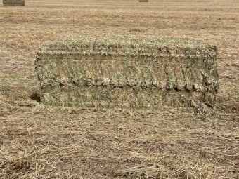 80 mt  Vetch Hay 8x4x3 Bales