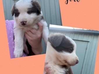 Long haired collies 